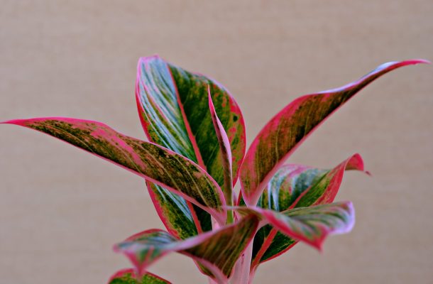 Memilih Pompa Tenaga Surya Hemat Energi untuk Aglaonema