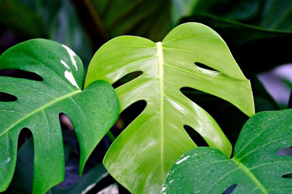 Memilih Pompa Tenaga Surya untuk Irigasi Tetes Monstera