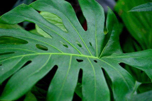 Memilih Pompa Berdasarkan Luas Kebun Monstera