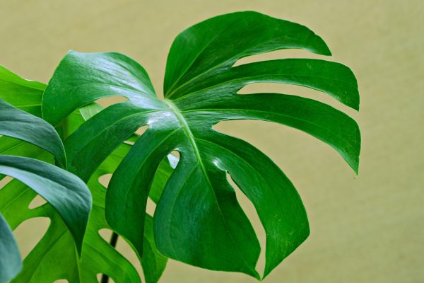Memilih Pompa Tenaga Surya Sesuai Debit Air Monstera