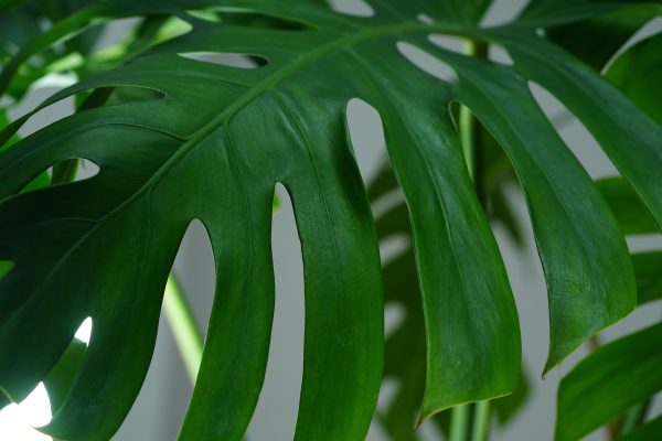 Memilih Pompa Tenaga Surya untuk Monstera dengan Panel Efisien