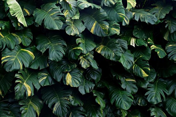 Cara Memilih Pompa Tenaga Surya untuk Greenhouse Modern Pada Monstera