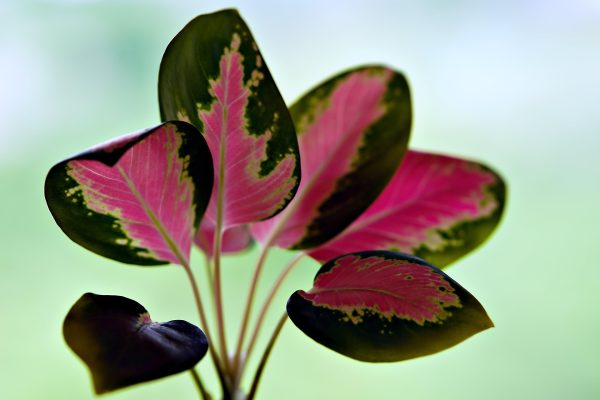 Memilih Pompa Tenaga Surya untuk Smart Irrigation Aglaonema