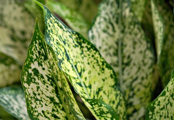 Memilih Pompa Tenaga Surya untuk Aglaonema di Greenhouse