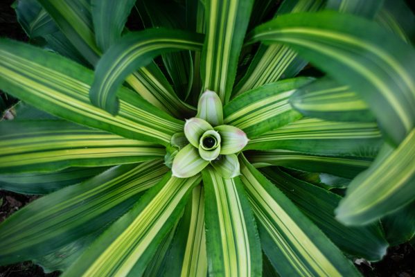 Memilih Pompa Tenaga Surya untuk Irigasi Bromelia Hemat Energi