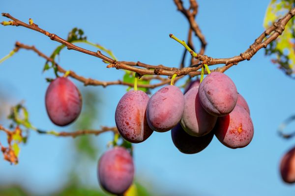 Memilih Pompa Tenaga Surya Berdasarkan Sumber Air Plum