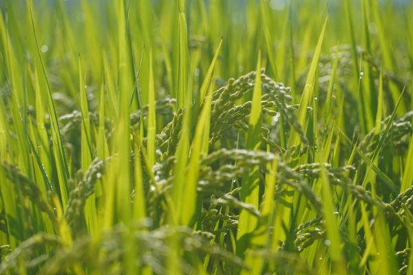 Memilih Pompa Tenaga Surya Lorentz untuk Sawah IoT