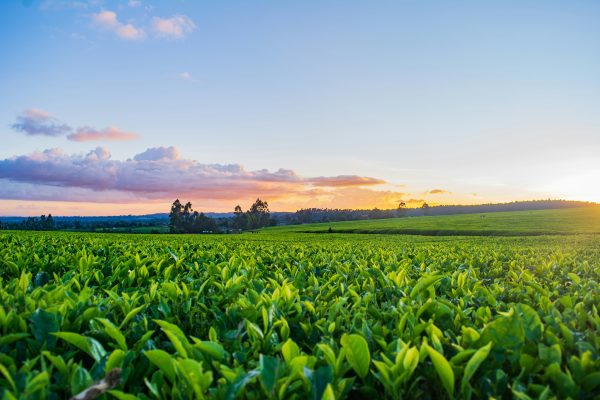 Memilih Pompa Tenaga Surya untuk Ladang Masa Depan