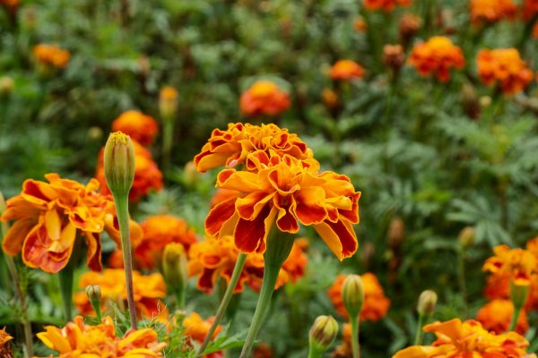 Memilih Pompa Tenaga Surya untuk Marigold Hemat Air
