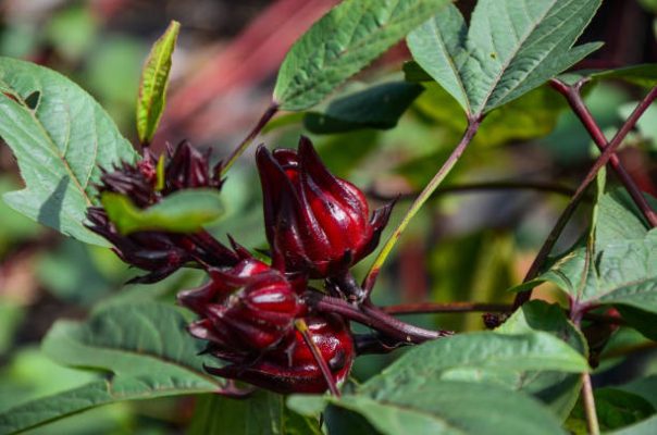 Cara Memilih Pompa Tenaga Surya untuk Irigasi Tanaman Rosela