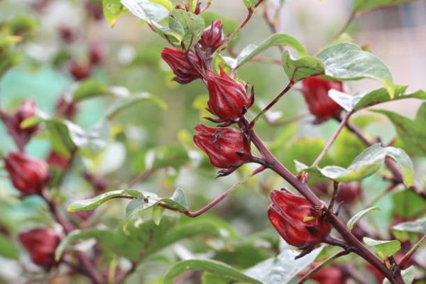 Memilih Pompa Tenaga Surya Sesuai Luas Lahan Rosela