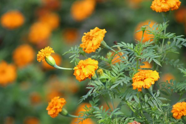 Memilih Pompa Tenaga Surya agar Marigold Rajin Berbunga