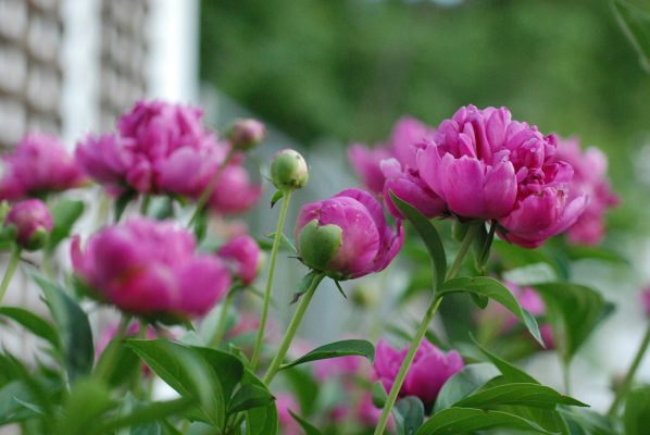 Memilih Pompa Tenaga Surya untuk Efisiensi Air Pada Peony 