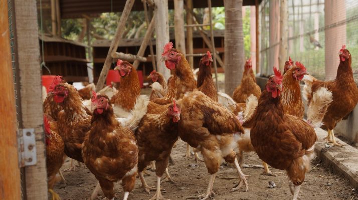 Memilih Pompa Tenaga Surya untuk Peternakan Ayam Modern Kini