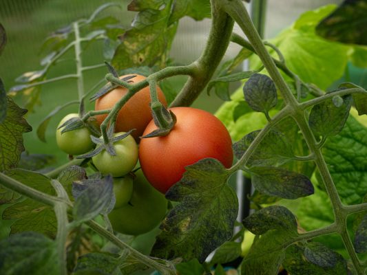 Memilih Pompa Tenaga Surya untuk Drip Irrigation Tomat