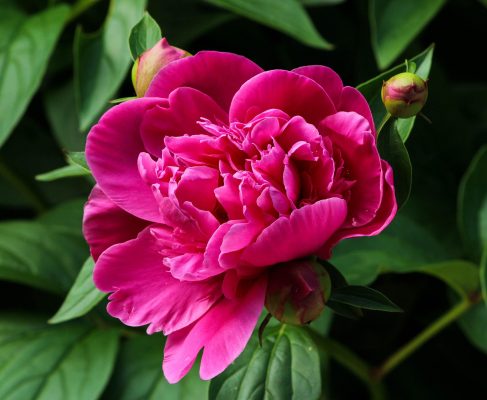 Memilih Pompa Tenaga Surya Peony dengan Flow Meter