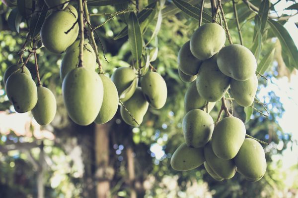 Energi Surya untuk Pertanian Mangga di Lahan Kering