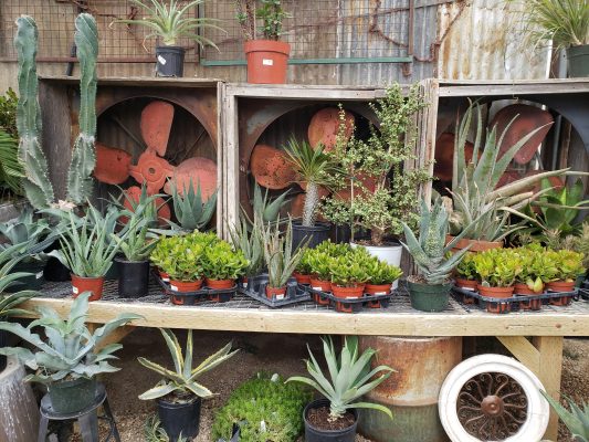 Memilih Pompa Tenaga Surya untuk Tanaman Hias Musim Kering