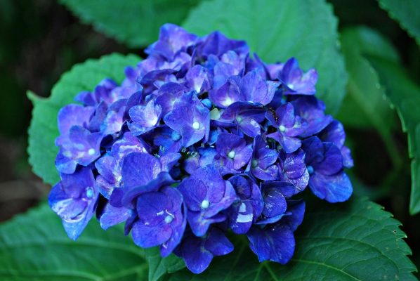 Memilih Pompa Tenaga Surya untuk Hydrangea di Lahan Hijau