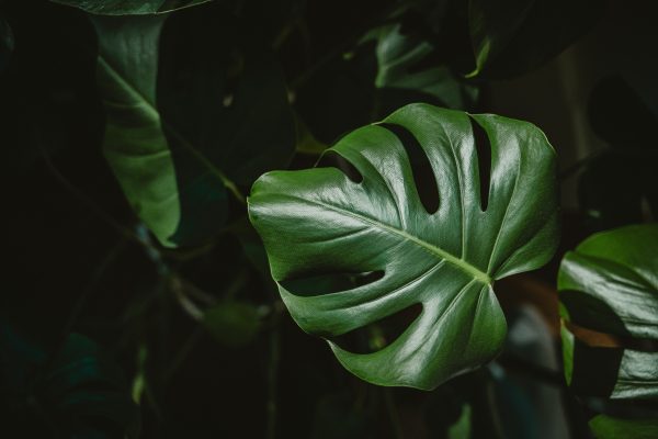 Memilih Pompa Tenaga Surya Pada Monstera dengan Sensor IoT Greenhouse