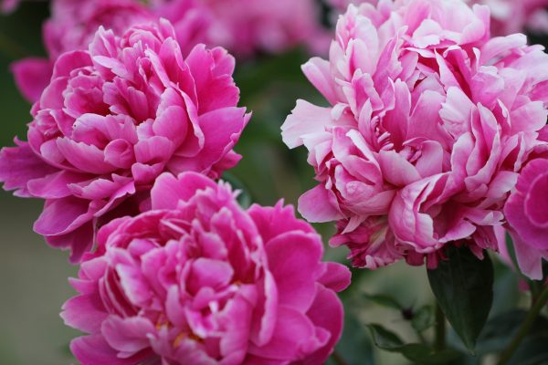 Memilih Pompa Tenaga Surya Berdasarkan Total Dynamic Head Peony