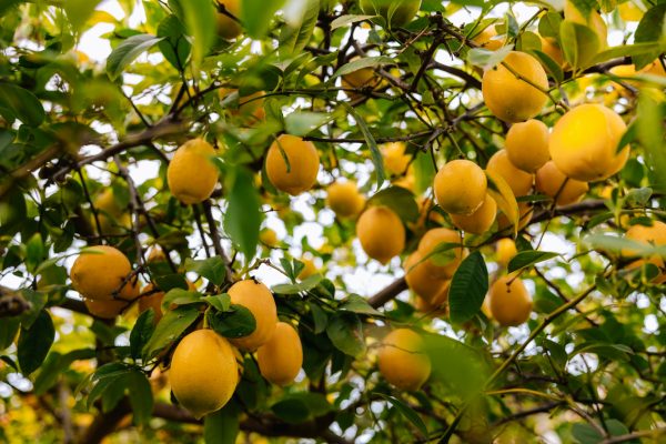 Energi Surya untuk Pertanian Lemon dengan Monitoring Digital