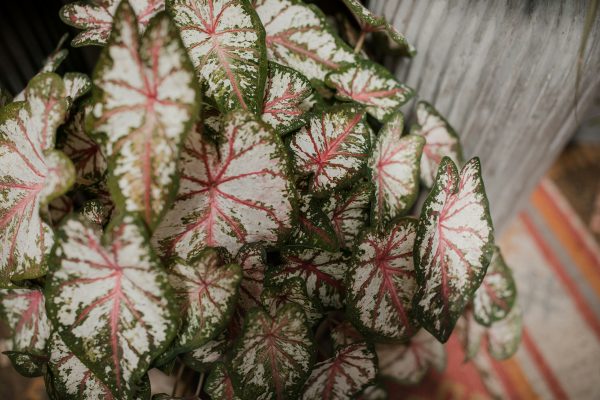 Memilih Pompa Tenaga Surya untuk Caladium Berbasis IoT