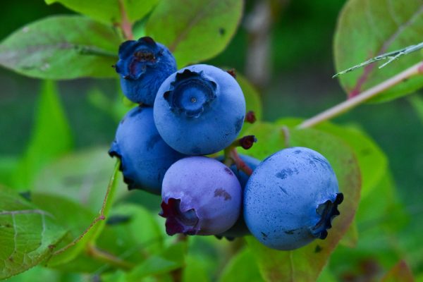 Energi Surya untuk Pertanian Blueberry yang Rendah Karbon