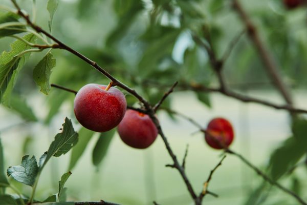 Memilih Pompa Tenaga Surya untuk Plum Secara Tepat