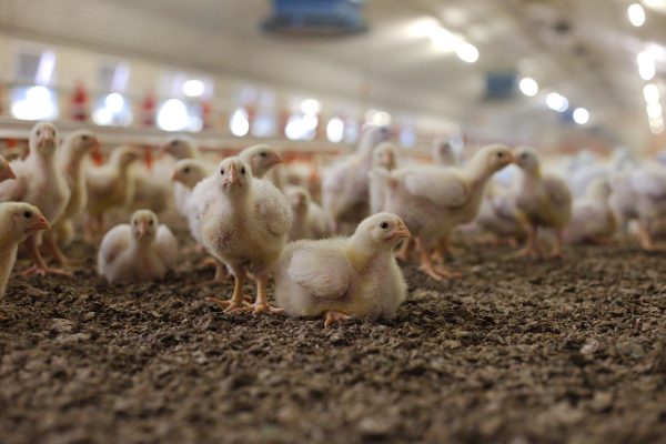 Memilih Pompa Tenaga Surya untuk Peternakan Ayam Terpencil
