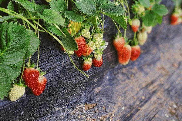 Energi Surya untuk Pertanian Strawberry Hemat Energi Greenhouse