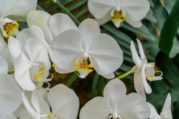Memilih Pompa Tenaga Surya Lorentz untuk Greenhouse Anggrek