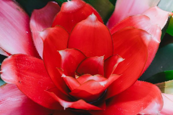 Memilih Pompa Tenaga Surya untuk Irigasi Bromelia Cerdas