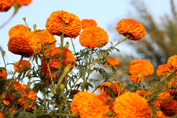 Memilih Pompa Tenaga Surya agar Marigold Cepat Berbunga