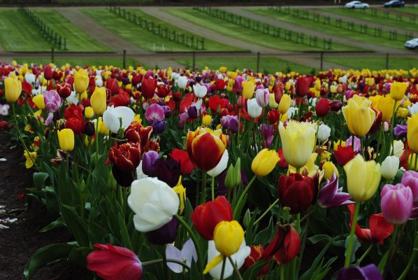 Memilih Pompa Tenaga Surya Lorentz untuk Tulip di Greenhouse
