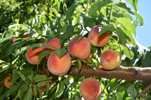 Energi Surya untuk Pertanian Peach dengan Pompa Air Hemat
