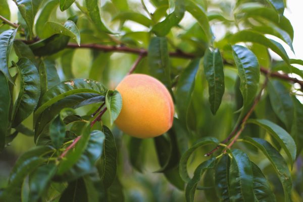 Energi Surya untuk Pertanian Peach dengan Smart Farming