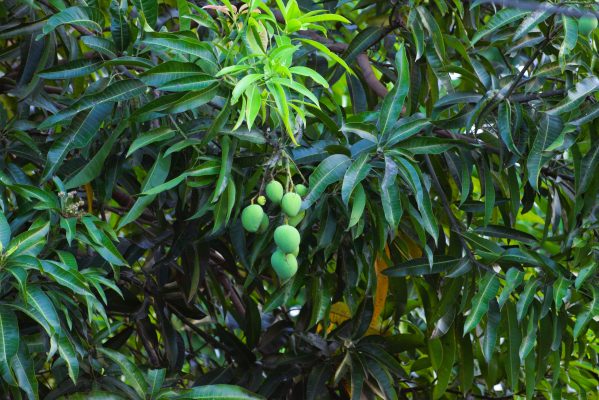 Energi Surya untuk Pertanian Mangga dan Penyimpanan Air