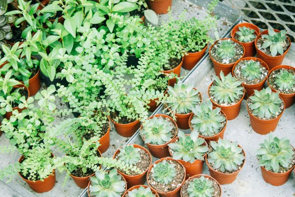 Greenhouse dan Kebutuhan Air yang Stabil dengan Pompa Tenaga Surya Lorentz