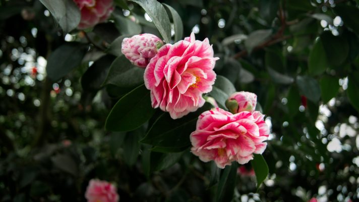 Memilih Pompa Tenaga Surya Berbasis IoT untuk Camelia