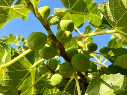 Memilih Pompa Tenaga Surya untuk Irigasi Tetes Buah Tin