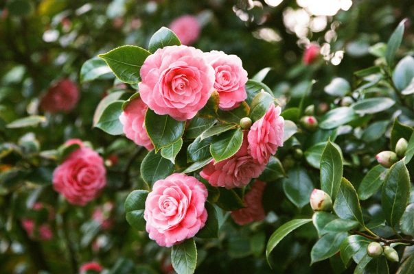 Memilih Pompa Tenaga Surya untuk Camelia Berbasis Cloud