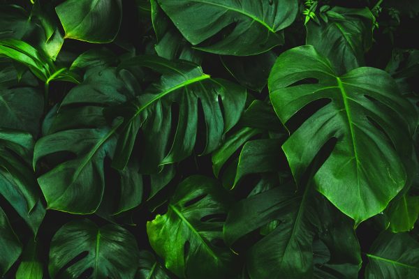 Memilih Pompa Tenaga Surya untuk Monstera Berbasis Kebutuhan Air