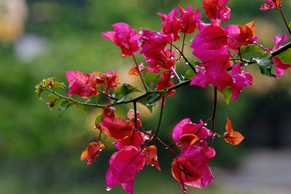 Memilih Pompa Tenaga Surya untuk Kebun Bunga Kertas