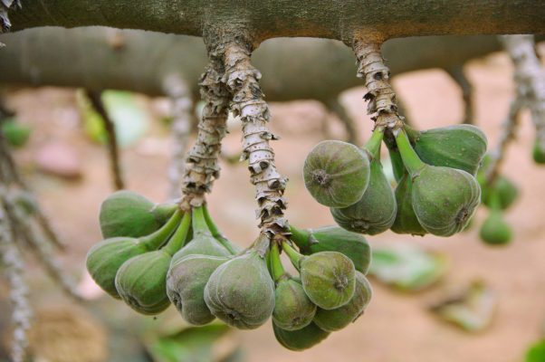 Memilih Pompa Tenaga Surya untuk Kebun Buah Tin Modern