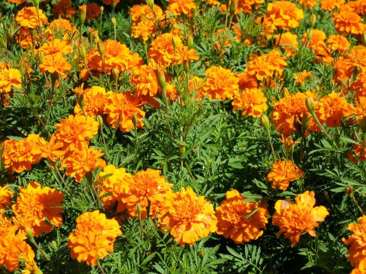 Memilih Pompa Tenaga Surya untuk Irigasi Tetes Marigold
