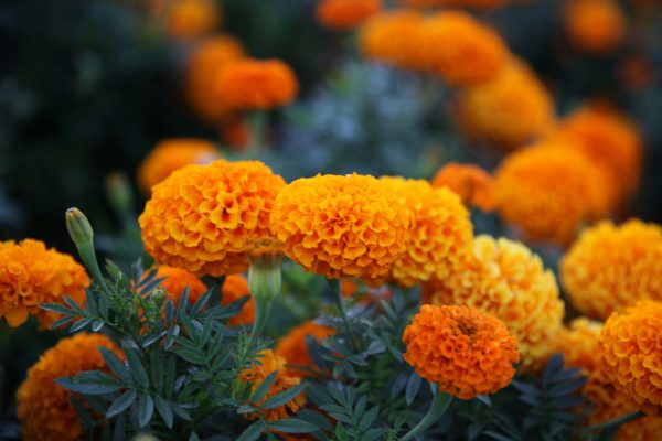 Memilih Pompa Tenaga Surya untuk Marigold yang Berkelanjutan