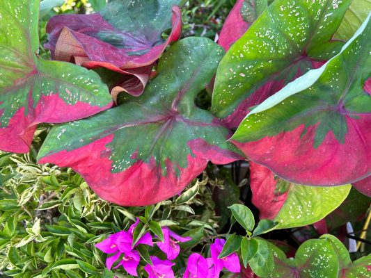 Memilih Pompa Tenaga Surya untuk Monitoring Caladium