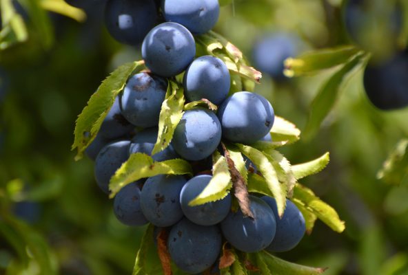Memilih Pompa Tenaga Surya Sesuai Kondisi Lahan Plum