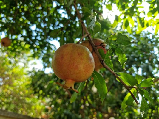 Energi Surya untuk Pertanian Delima Berbasis Smart Farming